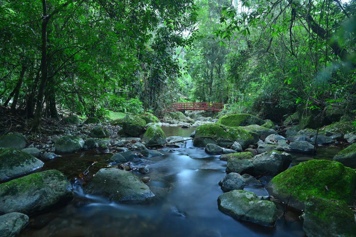 Mata Atlântica no Alto Penedo, Itatiaia